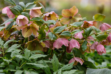 Group of pink blooming flowers of the helleborus orientalis, also called lenzrose or orientalische Nieswurz