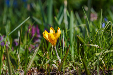 Obraz premium Beautiful yellow spring crocuses in the garden. Flowering of bulbous plants in the garden. Floral spring background with yellow crocus flowers