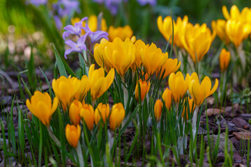 Beautiful yellow spring crocuses in the garden. Flowering of bulbous plants in the garden. Floral spring background with yellow crocus flowers