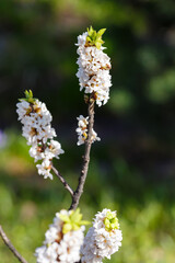  Blossom of Daphne mezereum white (Ordinary or deadly wolfberry , or common wolfberry , or Wolf berries, or Plokhovets , or Pukhlyak ) in early spring