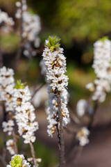  Blossom of Daphne mezereum white (Ordinary or deadly wolfberry , or common wolfberry , or Wolf berries, or Plokhovets , or Pukhlyak ) in early spring