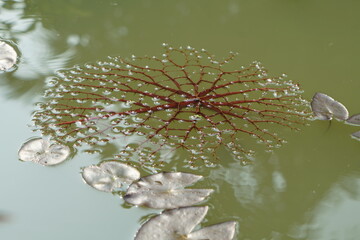 flower in the water