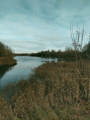Obraz premium lake in the forest