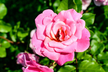 Close up of one large and delicate vivid pink rose in full bloom in a summer garden, in direct sunlight, with blurred green leaves in the background..