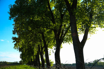 Obraz premium Poplar avenue in Feldmoching, Munich, blue sky