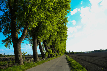 Poplar avenue in Feldmoching, Munich, blue sky