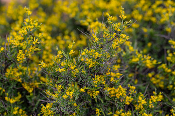 Calicotome villosa. Thorny gorse shrub with yellow flowers.