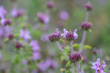 Aromatic and medicinal plant thyme plant and its flower in its natural environment in Yamanlar Mountain, Izmir.