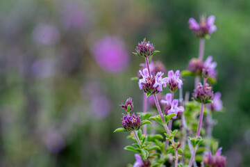 Aromatic and medicinal plant thyme plant and its flower in its natural environment in Yamanlar...