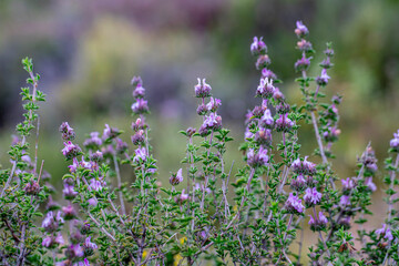Obraz premium Aromatic and medicinal plant thyme plant and its flower in its natural environment in Yamanlar Mountain, Izmir.