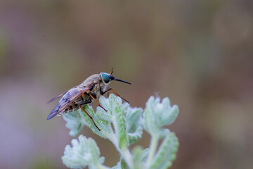 Large brown horsefly (Horsefly, Tabanus) on the plant