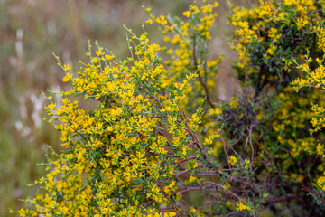 Calicotome villosa. Thorny gorse shrub with yellow flowers.