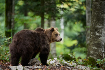 A Brown Bear Amidst European Wilderness