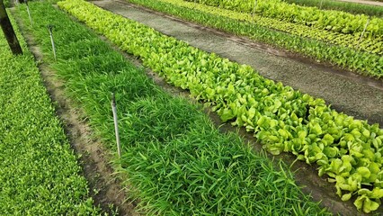 Vibrant organic vegetable garden with rows of fresh lettuce and herbs, related to sustainable agriculture and healthy eating concepts, perfect for Earth Day promotions