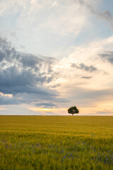 Landscape shot in a rural area. A wheat field in front of a single tree in the sunset. Agriculture and nature in Taunus, Hesse, Germany.