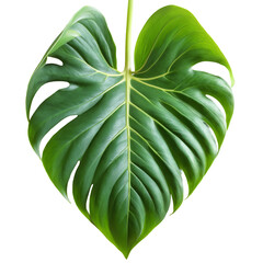 Philodendron leaf heart shaped green leaf with glossy surface and prominent veins Philodendron hederaceum