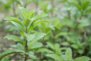 Shoot of a spearmint (Mentha spicata). Space for your text.