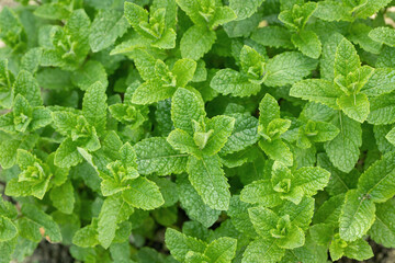 Bush of Moroccan mint with fresh green shoots and leaves.