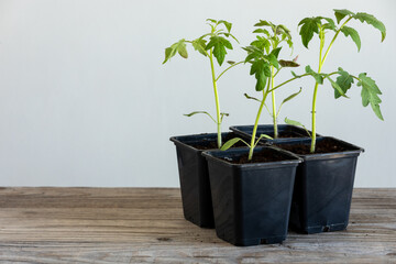 Young tomato seedlings in plastic seed pots on a wooden table. Ecological home cultivation of tomato seedlings in early spring. Copy space.