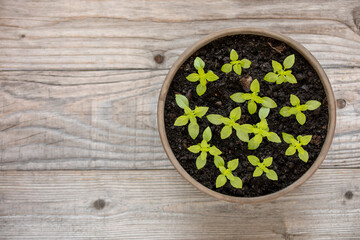 Young basil plants in clay flowerpot. Greek Piccolino cultivar. Home-grown herbs in a pot on a rustic wooden table. Copy space. 