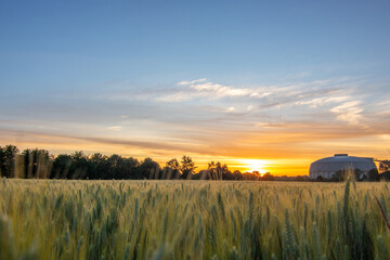 The morning in a wheat field in the background a coal-fired power station at sunrise. Landscape...