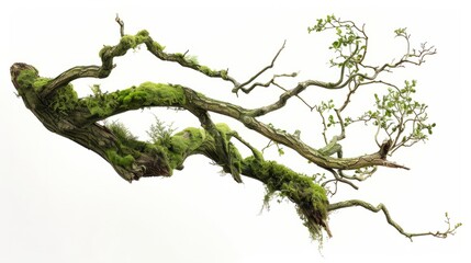 Fototapeta premium Moss-covered tree branch cut out hyper realistic 