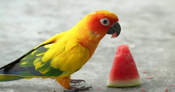 The sun parakeet (Aratinga solstitialis), also known in aviculture as the sun conure, is a medium-sized, vibrantly colored parrot. High definition shot at 4K, Slow motion video footage.