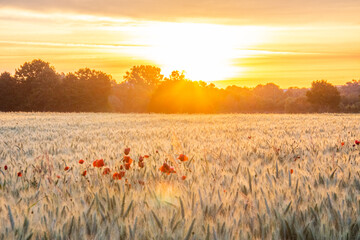 The morning in a wheat field in the background a coal-fired power station at sunrise. Landscape...