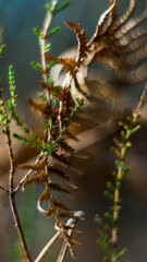 Vue rapprochée de bruyères et de fougères sauvages, en automne