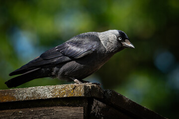 A detailed shot of a jackdaw perched attentively on a rustic wooden fence.