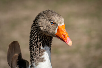 Close-up portrait of a goose with striking blue eyes and an orange beak.
