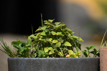Vibrant greenery fills a modern concrete planter, creating a fresh, natural aesthetic.