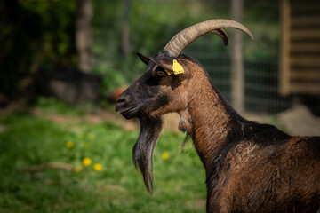 A majestic goat with curved horns stands alert in a sunny pasture setting.