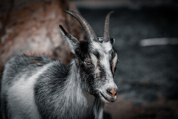 Close-up of a dark-coated goat with sharp horns, captured in dramatic, moody lighting.