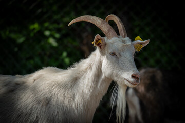Serene portrait of a white goat with elegantly curved horns in a shaded pen.