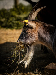 A brown and white goat chews on a mouthful of hay in a farm enclosure, showcasing rural life.