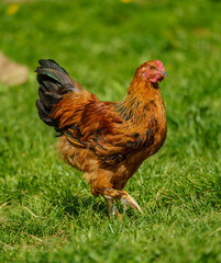 A vibrant red and orange chicken strides confidently across a lush green meadow.