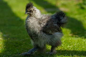 A young fluffy gray Silkie chick explores a vibrant green grassy area under sunlight.