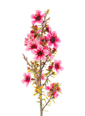 Obraz premium Blossoming Manuka branch isolated on white background, Leptospermum scoparium