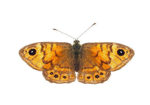 Wall brown butterfly isolated on white background, Lasiommata megera female