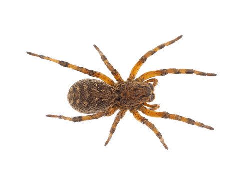 Chinese wolf spider isolated on white background, Lycosa singoriensis