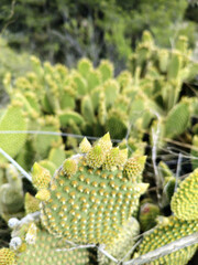 Cactus microdasys Lehm, scientific name Opuntia microdasys.