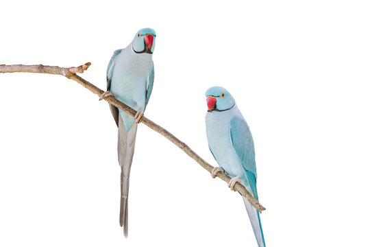 A blue color morph of the the rose-ringed parakeet (Psittacula krameri manillensis), also known as the ring-necked parakeet, is a medium-sized parrot