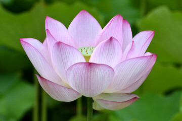 清らかな蓮の花のある風景