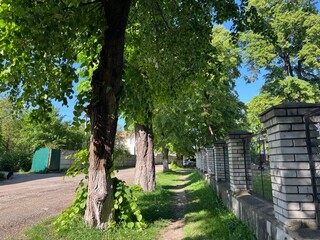 alley in the park