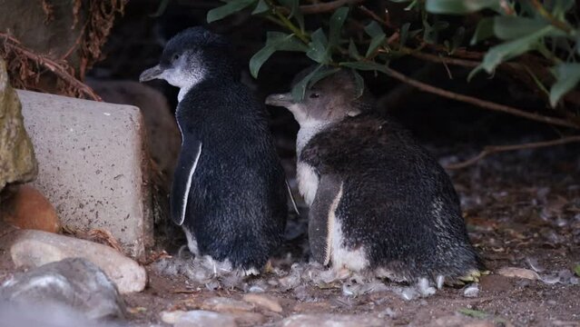 Video of two little blue penguins (or fairy penguins) in the wild at dusk. Very cute small birds in Tasmania, Australia. Moulting season.	