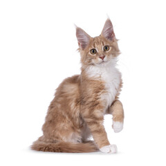 Cute creme with white Maine Coon cat kitten, sitting up side ways with one paw elegant in air....