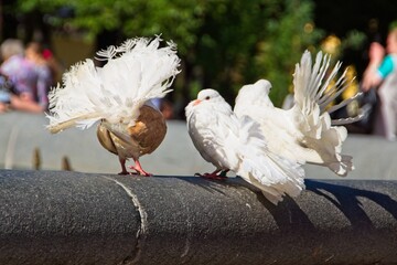Beautiful doves with peacock tails on a granite border.