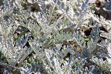 Silvery cineraria forms a dense carpet on the city lawn.