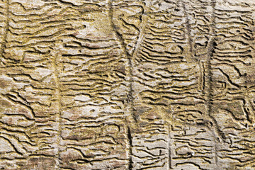 Woodworm tunnels pattern. Tree borer texture. Dead tree infested by larvas closeup. Infected tree...
